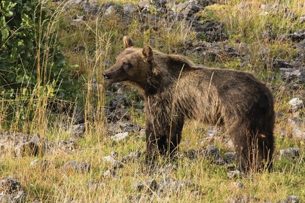 Brown Bear