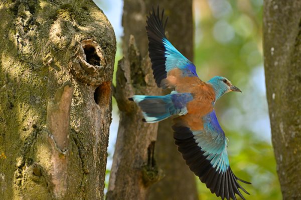 European roller