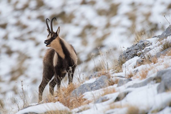 Alpine Chamois