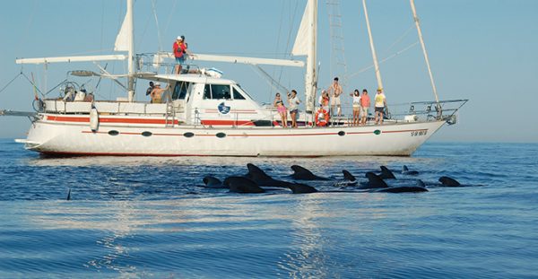 Watching wildlife in the Ligurian sea