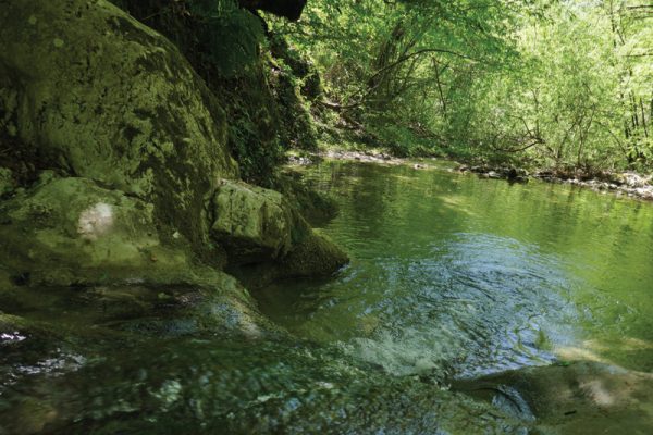 Coolings spring in the forest