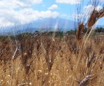Unlocking the potential of ancient grains and eco-friendly farming to boost health