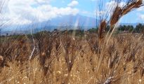 Wheat fields with mt etna in background