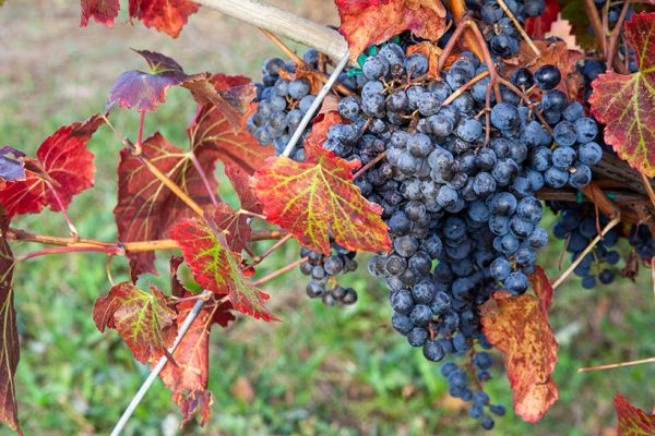 lambrusco grapes