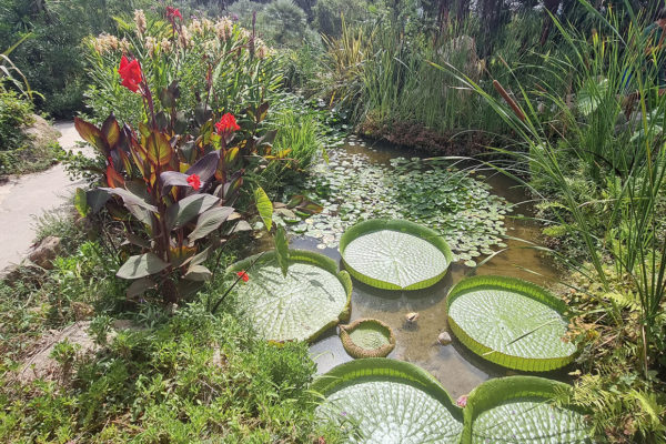Lilypads amongst lush greenery