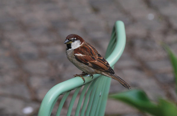 sparrow