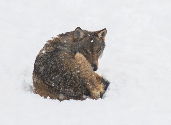 wolf in the snow