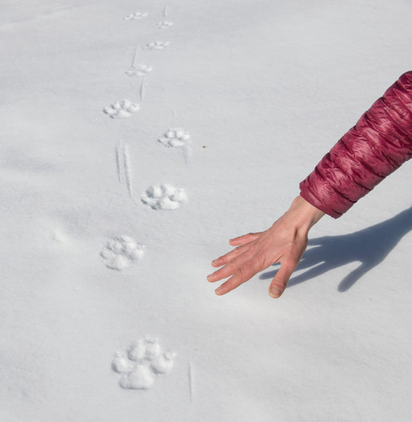 wolf footprints in snow