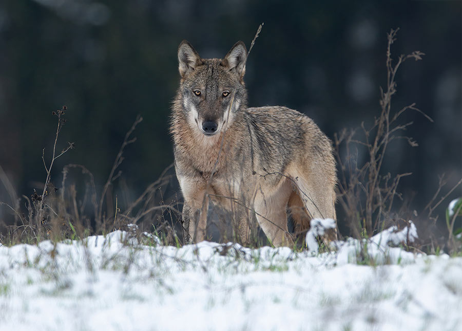 wolf in snow in italy