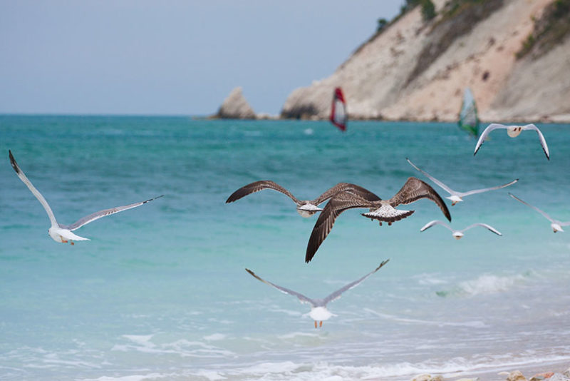 seagulls at Portonovo beach in Ancona, Le Marche