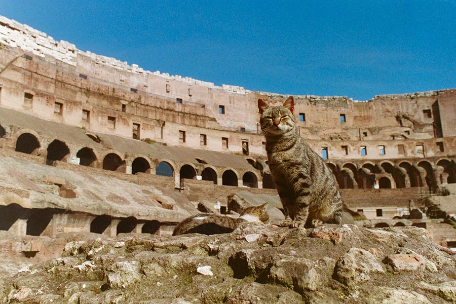 cat in front of colosseum for suburban Rome travel guide