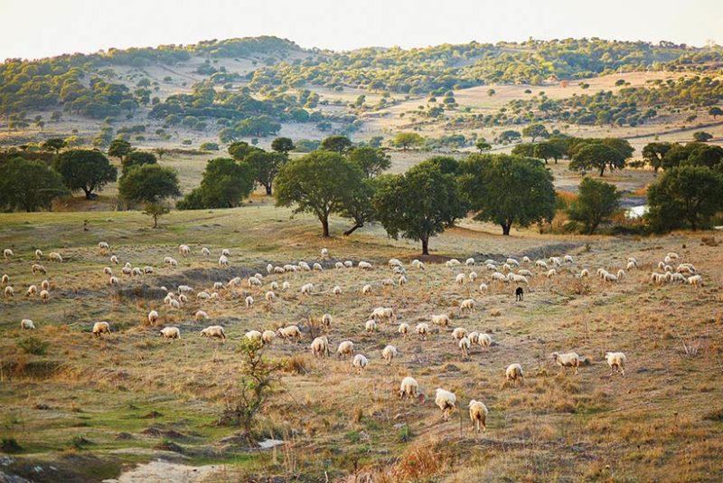 Sheep on hills in Sardinia