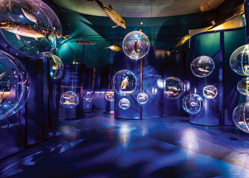 Fish in bubbles installation at natural history museum