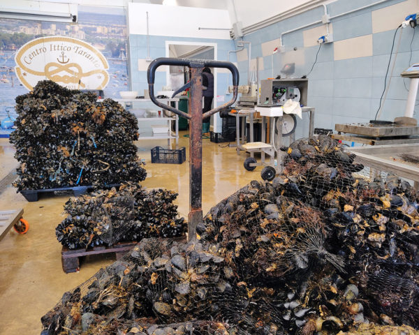 taranto mussels on pallets