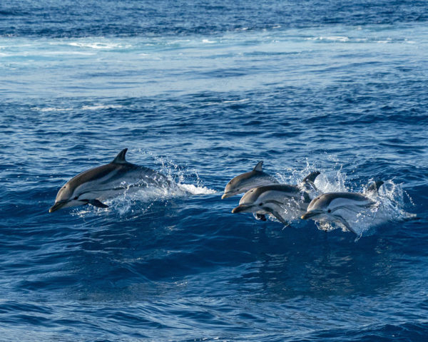 Dolphins leaping through ocean waves