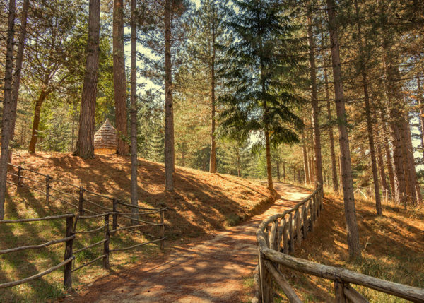 hiking train in forest at sila national park