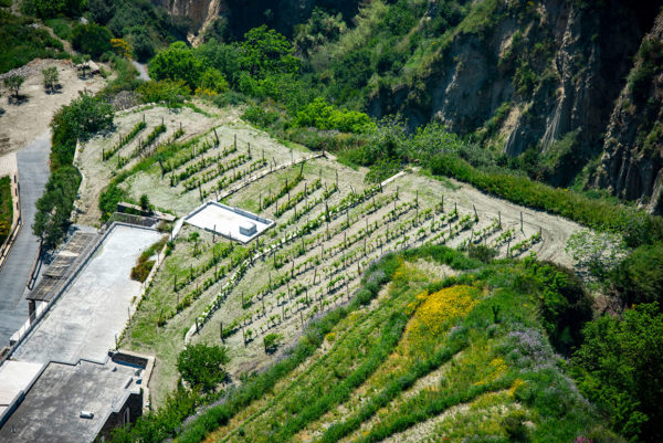 Biancolella Vineyards - Ischia Island - Italy