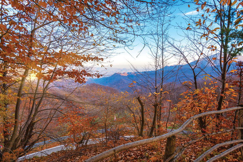 Autumn trees around Lake Orta
